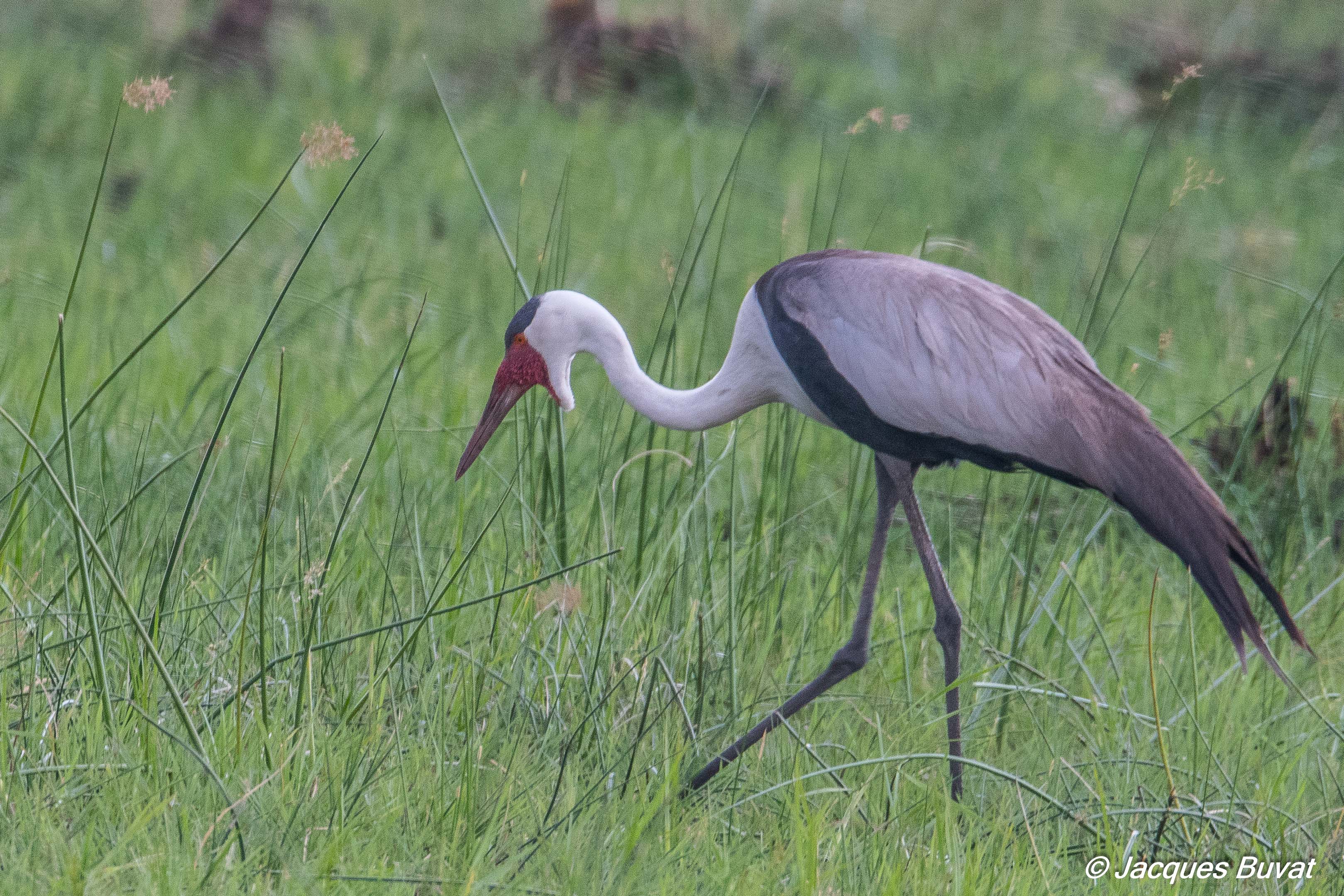 Grue caronculée adulte (Wattled crane, Grus carunculata), Shinde concession, Delta de l'Okavango, Botswana.